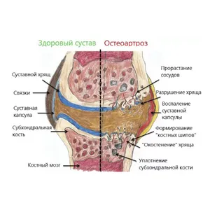 Гиалувит Хондро  - (гиалуронат натрия) раствор для инъекций для лошадей, собак и кошек, 2 мл