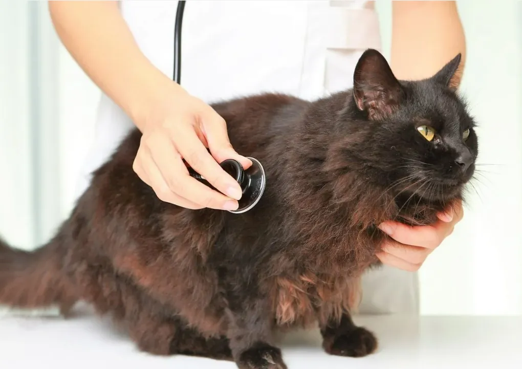 Антигельминтики для собак и кошек и необходимость их применения | PetDog