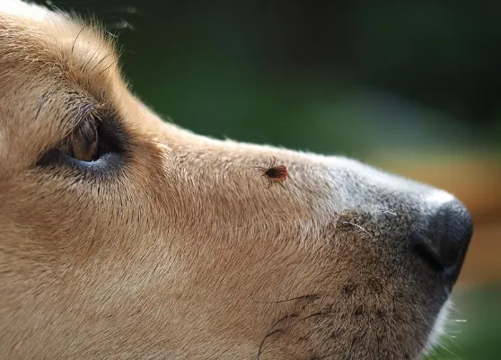 Блог :: ​Болезнь Лайма или клещевой боррелиоз у собак