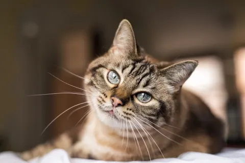 ХБП в у кошек